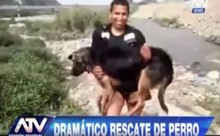Chosica: serenos rescataron a un perro atrapado en el río Rímac