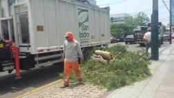 San Isidro: árboles talados estaban en mal estado