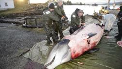 Ballena varada tenía 30 bolsas de plástico en el estómago