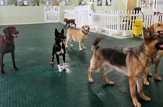 ¿Sabes bien dónde estás alojando tu mascota?