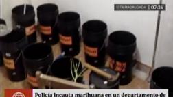 San Miguel: PNP halló laboratorio de marihuana en departamento