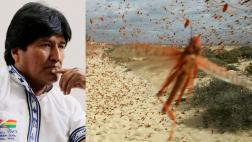Bolivia decreta emergencia por una plaga de langostas