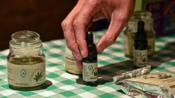Gobierno presentará proyecto para legalizar marihuana medicinal