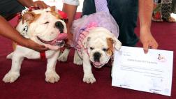 Eventos para celebrar el amor por tu mascota