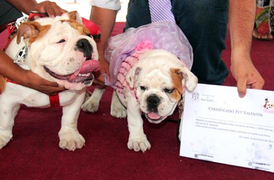 Eventos para celebrar el amor por tu mascota