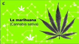 Marihuana: ¿cuándo es medicinal y cuándo adictiva?