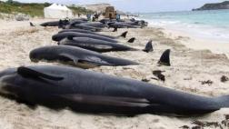 Más de 400 ballenas quedaron varadas en costas de Nueva Zelanda