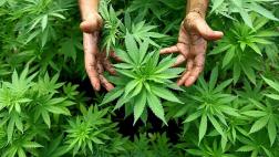 Forman comité de expertos para evaluar la marihuana medicinal