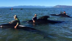 Al menos 100 ballenas son salvadas de encallar en Nueva Zelanda