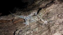 Hallan un gecko que puede desprenderse de sus escamas y piel