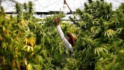 ¿La marihuana medicinal es necesaria en el país?