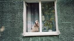 Cuando tu perro no sabe estar solo