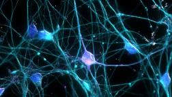 Las neuronas ayudan al desarrollo del cáncer, según estudio