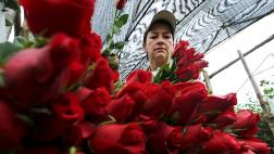 San Valentín: ¿Por qué Colombia revisa las rosas que exporta?