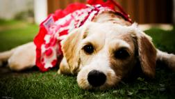 Tu vanidad podría costarle caro a ‘Fido’