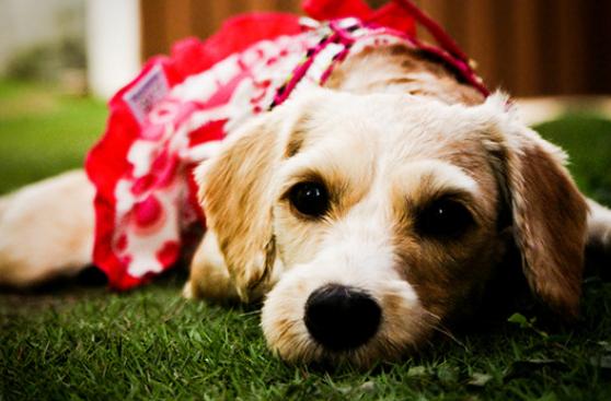 Tu vanidad podría costarle caro a ‘Fido’