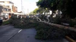 San Borja: dos árboles cayeron en avenida y bloquearon tránsito
