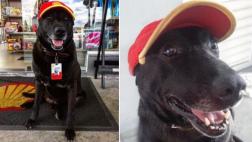 Perro abandonado ahora 'trabaja' en una gasolinera de Brasil