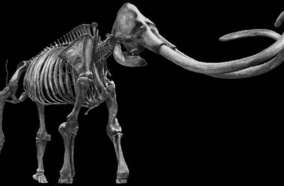 Expertos estarían cerca de 'producir' un mamut