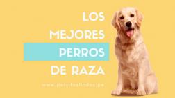 Venta de perros por Internet hace gruñir a muchos