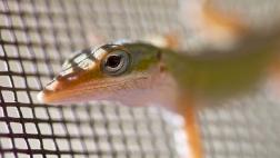 Detectan en Brasil invasión de una especie de lagarto cubano