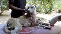 Rescate de un perro que fue abandonado a morir
