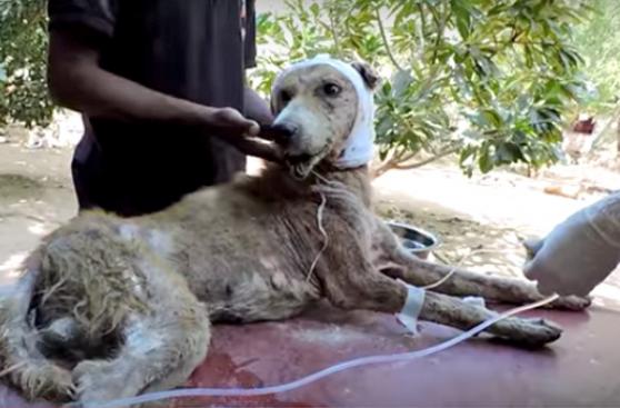 Rescate de un perro que fue abandonado a morir