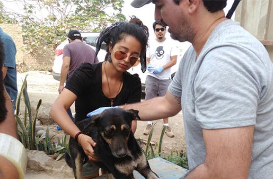 Animales víctimas de huaycos recibieron asistencia médica