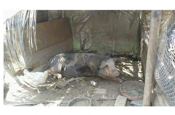 Animales víctimas de huaycos recibieron asistencia médica