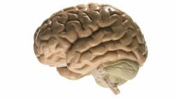 Por qué la ciencia necesita con urgencia tu cerebro