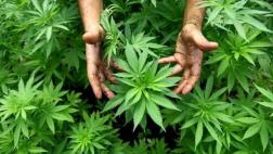 Marihuana medicinal: Gobierno pide aprobar importación y venta
