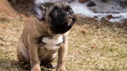 ¿Qué hacer cuando tu perro vomita bilis?