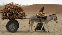 La medicina tradicional china amenaza a los burros de África