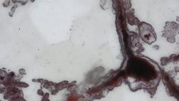 Expertos habrían hallado los fósiles más antiguos de la Tierra