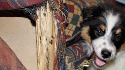 Cómo lidiar con perros que muerden lo que no deben