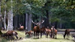 El cambio climático causa alteraciones en la selección natural