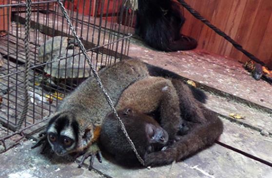 Tráfico de fauna silvestre en estado de emergencia