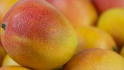 Exportaciones peruanas de mango baten récord histórico