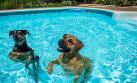 El verano aumenta el riesgo de otitis en los perros