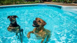 El verano aumenta el riesgo de otitis en los perros