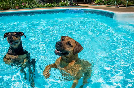 El verano aumenta el riesgo de otitis en los perros