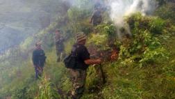 Junín: policía erradica más de 30 mil plantones de marihuana