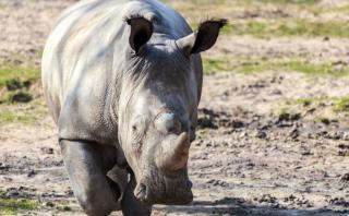 Matan a rinoceronte en un zoológico para quitarle un cuerno