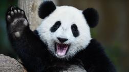 Realojarán a 172.200 personas para crear un parque para pandas