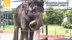 Japón: Empleado de zoológico muere por ataque de elefante