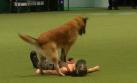 Increíble demostración de primeros auxilios caninos [VIDEO]