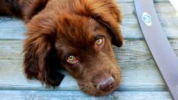 Ojo con ignorar los signos neurológicos en tu mascota