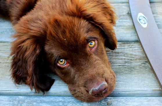 Ojo con ignorar los signos neurológicos en tu mascota