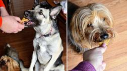 Así tendrás a tu perro contento e hidratado en verano