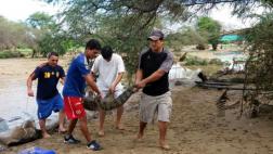 Lambayeque: capturan a 4 reptiles que escaparon de zoológico